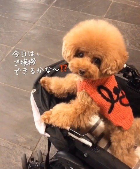 挨拶する犬