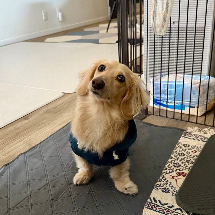 おやつ待ちのマロンくん　かわいすぎる