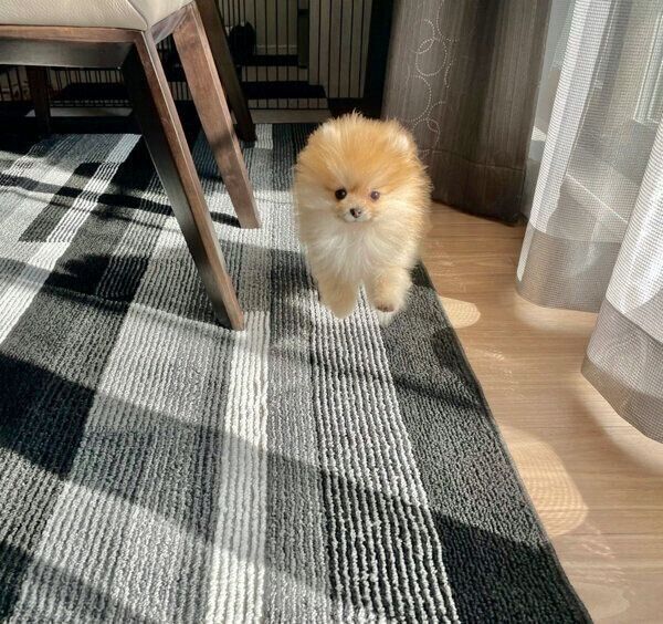 ぴょんぴょん走るミサイルちゃん