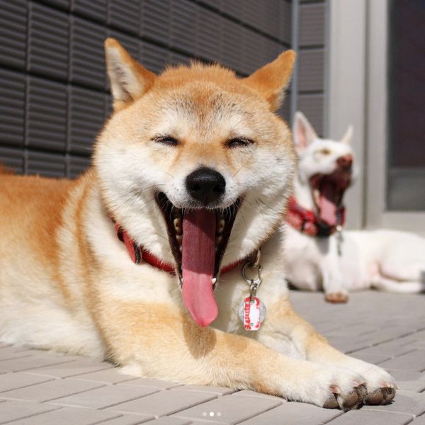 あくびする犬