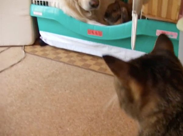 ウサギ