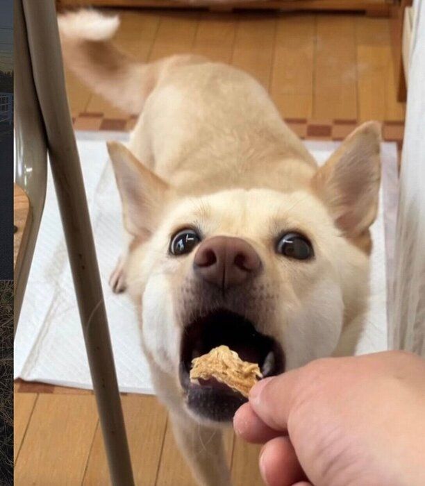 おやつを食べる福ちゃん