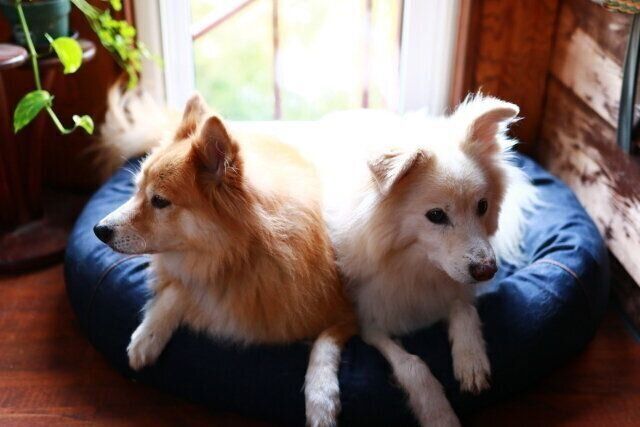 大福の圧に耐えかねて【穴澤賢の犬のはなし】