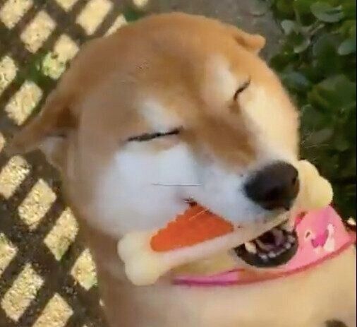 飼い主さんを待っているすずちゃん