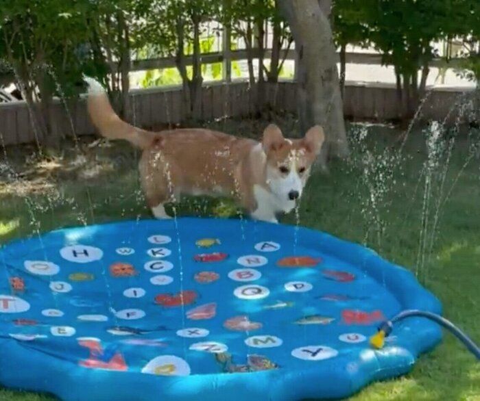 庭で水遊びを楽しむらいむくん