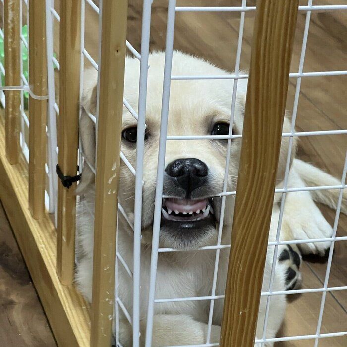 お迎え当初のテリーくん（撮影時生後2カ月半）