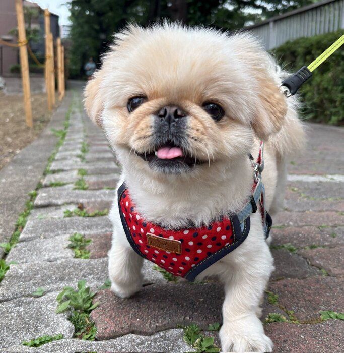 お散歩中のわたあめちゃん