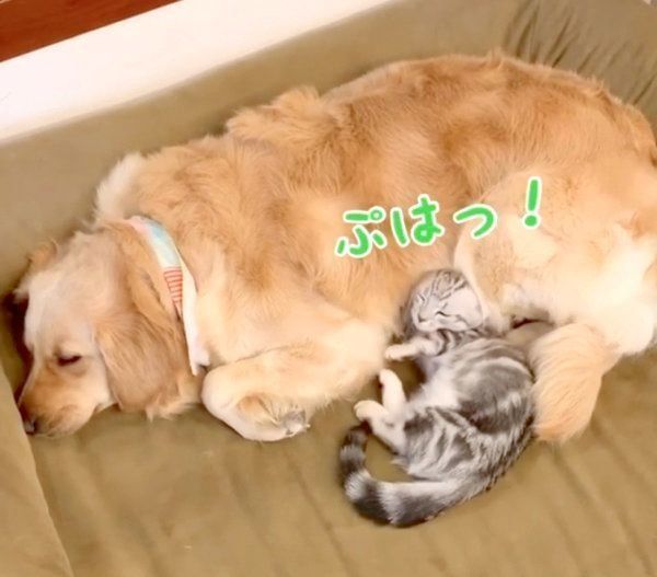 一緒にくつろぐベガちゃんとあずきちゃん