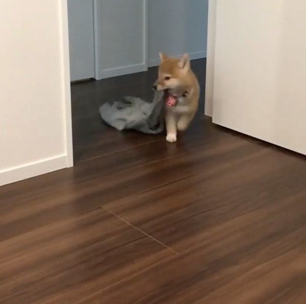 洗濯物を片す柴犬