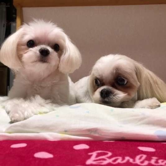 2頭の犬