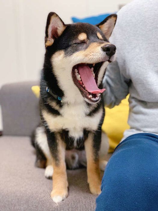 犬の可愛いあくび