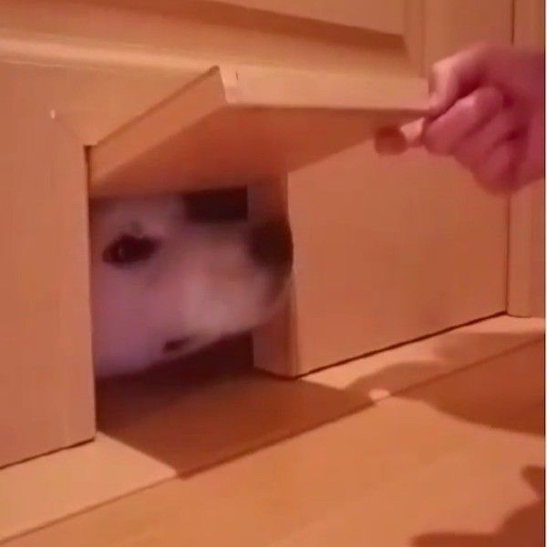猫ドアから顔を出すワンコ