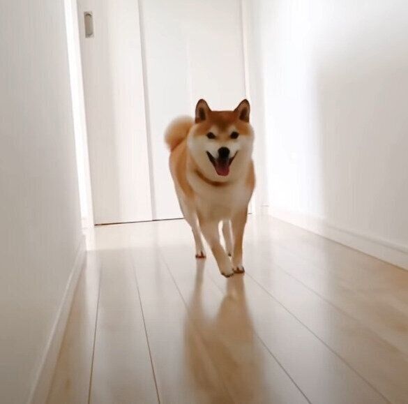 走る犬