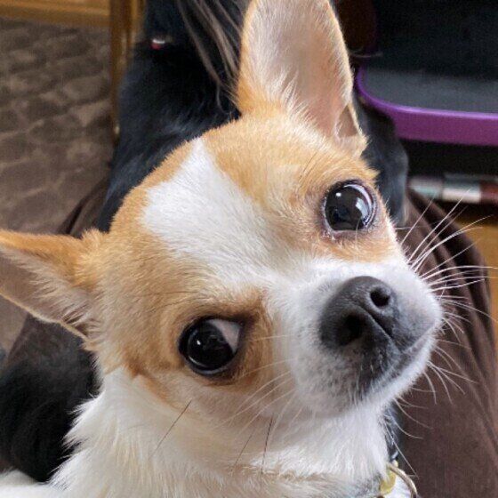 おひげがかわいいチワワ