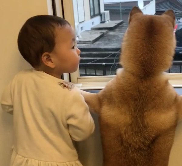 番犬をする犬