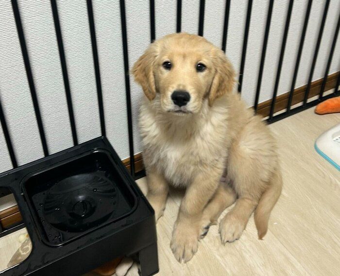生後3カ月、家での生活に慣れたころのこはるちゃん