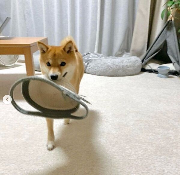 飼い主さんの帰宅を大歓迎するおまめちゃん