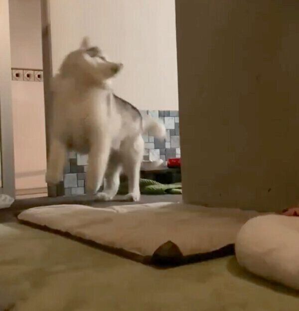 隠し撮りされていることに気づいたフィスくん
