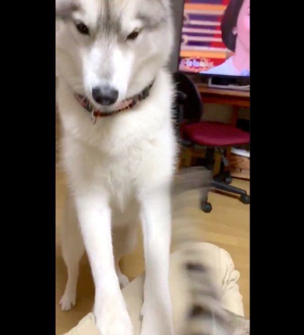 飼い主さんの膝の上に乗りたいユキちゃん