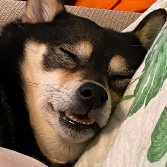 口を開けて眠る柴犬