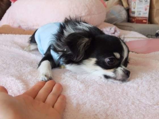 チワワのオテ