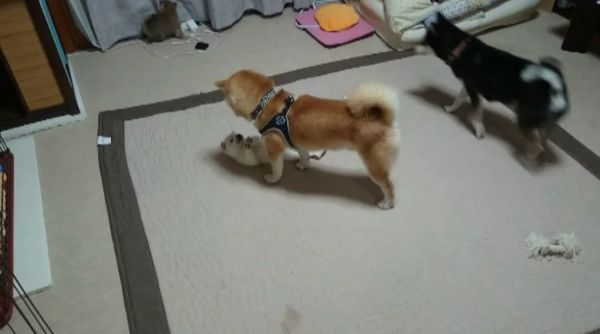 子育てをする柴犬