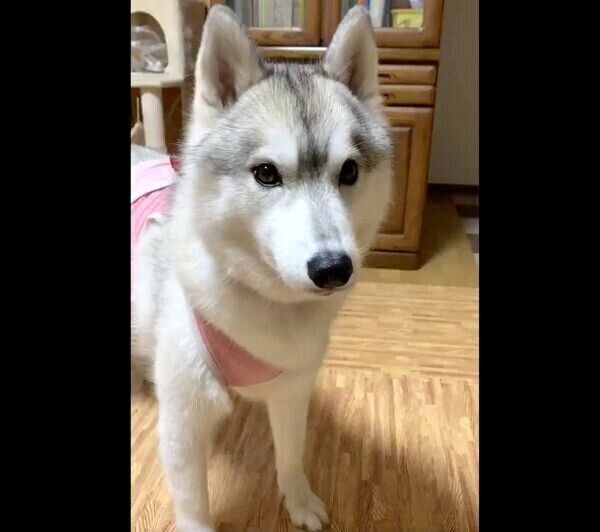 ボール遊びをするユキちゃん