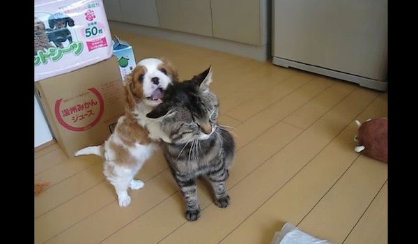 ノラ猫が好きすぎるキャバリア