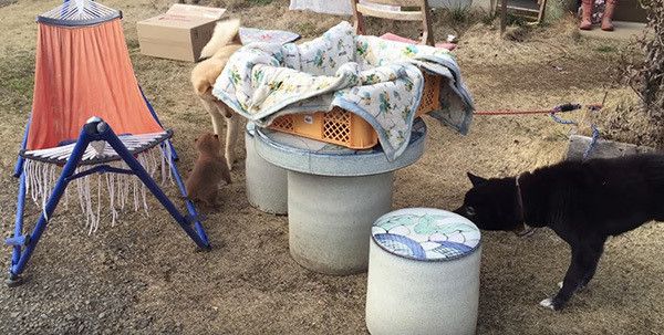 遊ぶ保護犬