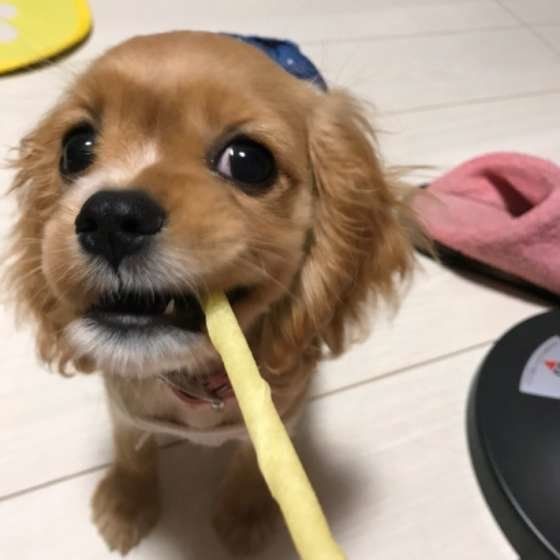 ガムを噛む犬