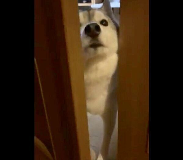 飼い主さんを見つめるユキちゃん