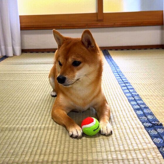 豆柴