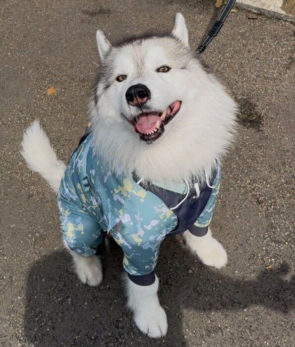 現在の風太くん