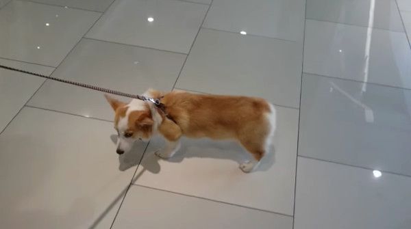歩くコーギー