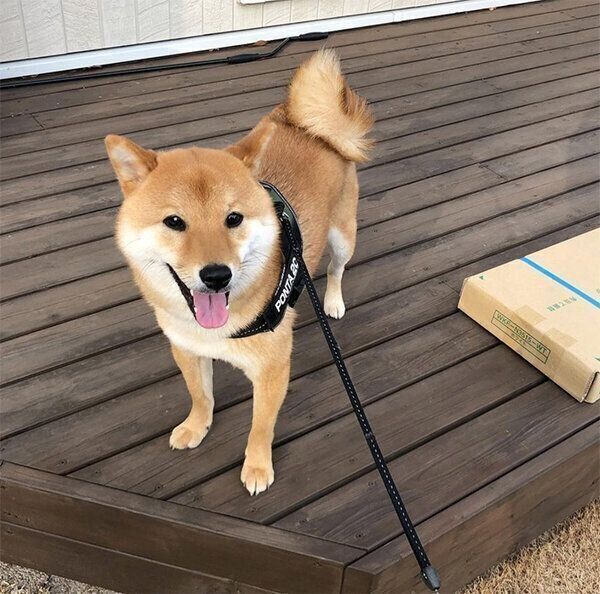 笑顔のぽんたくん