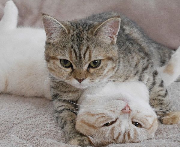 見つめる猫