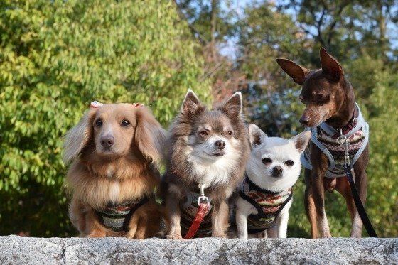お散歩する犬