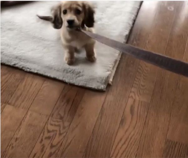 散歩するカニーンヘン・ダックスフンド