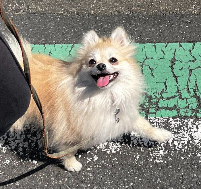 お散歩を楽しんでいるポメラニアン