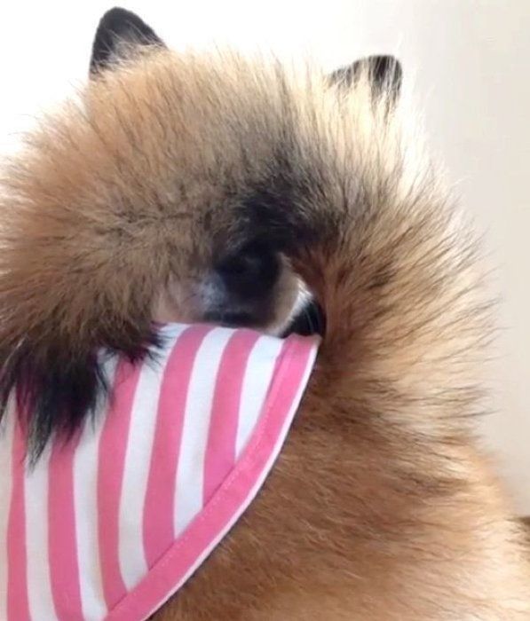 しっぽ遊びをする柴犬