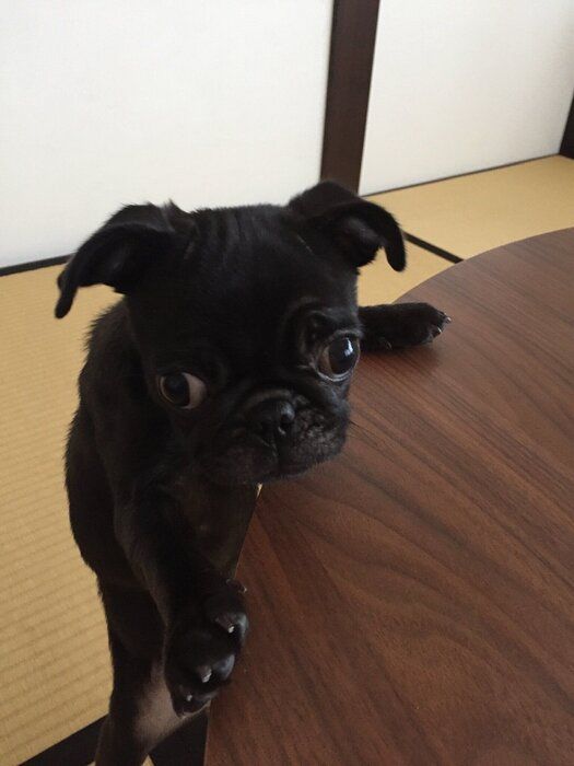 生後3カ月の犬