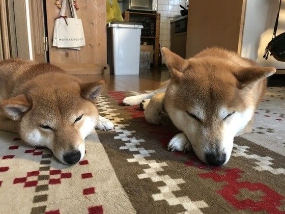 寝る柴犬
