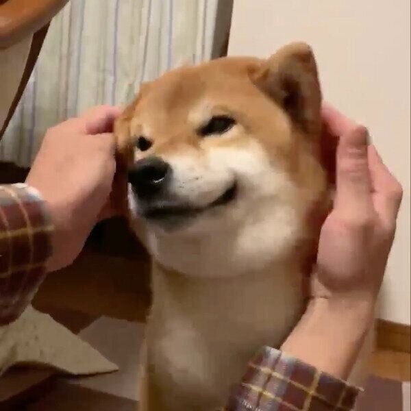 マッサージを受ける銀次くん