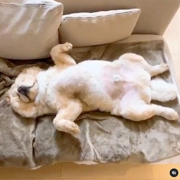 眠るくり蔵くん