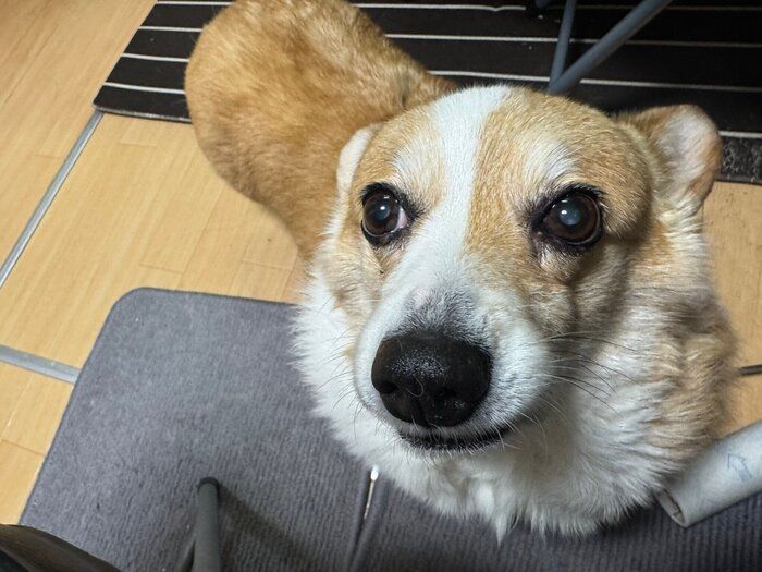 ご飯を求めている様子の犬