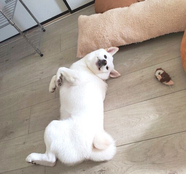 寝転がるおこめくん