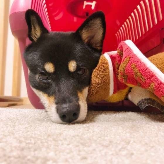 柴