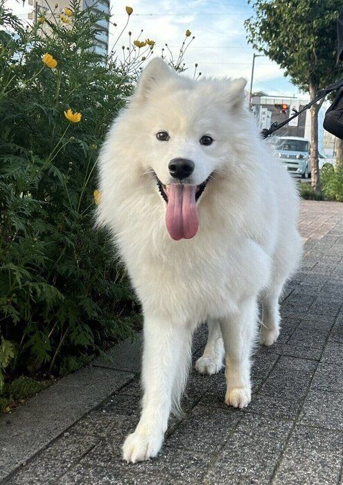 お散歩中のるんたくん かわいすぎる