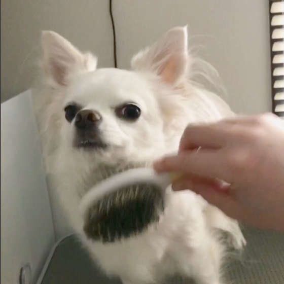 白いチワワ