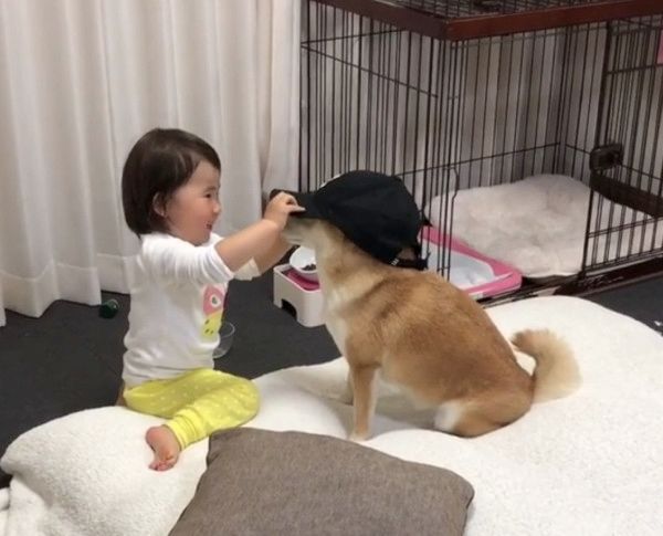 帽子が似合いすぎる柴犬